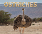 Ostriches - Preview