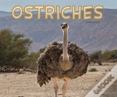 Ostriches