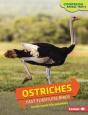 Ostriches - Preview