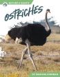Ostriches - Preview