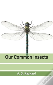 Our Common Insects