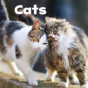 Our Pets Pack A Of 6 - Preview