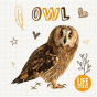 Owl - Preview