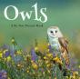 Owls, A No Text Picture Book - Preview