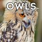 Owls Calendar 2022 - Preview