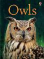 Owls - Preview