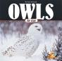 Owls For Kids - Preview