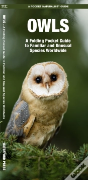 Capa do artigo Owls