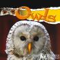 Owls - Preview