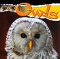 Owls - Preview