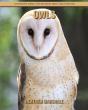 Owls - Preview