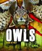 Owls - Preview