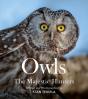 Owls - Preview