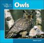 Owls - Preview