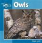 Owls - Preview