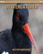 Oystercatcher - Preview