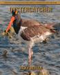 Oystercatcher - Preview