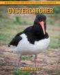 Oystercatcher - Preview