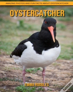 Capa do artigo Oystercatcher