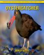 Oystercatcher - Preview