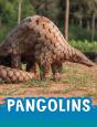 Pangolins - Preview