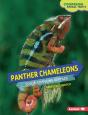 Panther Chameleons - Preview