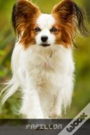Papillon