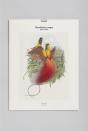 Paradisiers Rouges - Preview