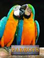 Parrots - Preview