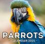 Parrots Calendar 2021 - Preview
