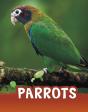 Parrots - Preview