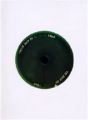 Paul Ramirez Jonas - Preview