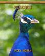 Peacock - Preview