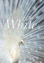 Peacock White - Preview