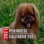 Pekingese Calendar 2021 - Preview