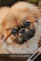Pekingese