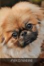 Pekingese - Preview