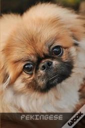 Pekingese