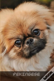 Capa do artigo Pekingese