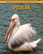 Pelican - Preview