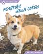 Pembroke Welsh Corgis - Preview