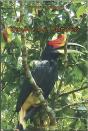 Penan De Borneo - Preview