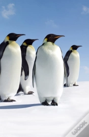 Capa do artigo Penguins Blank Journal