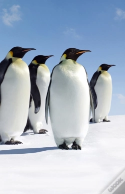 Capa do artigo Penguins Blank Journal