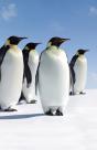 Penguins Blank Journal - Preview