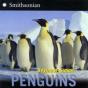 Penguins - Preview