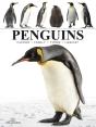 Penguins - Preview