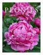 Peonies - Preview