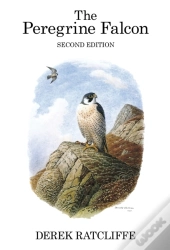 Peregrine Falcon