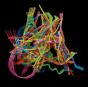 Perpetual Morphosis - CD - Preview